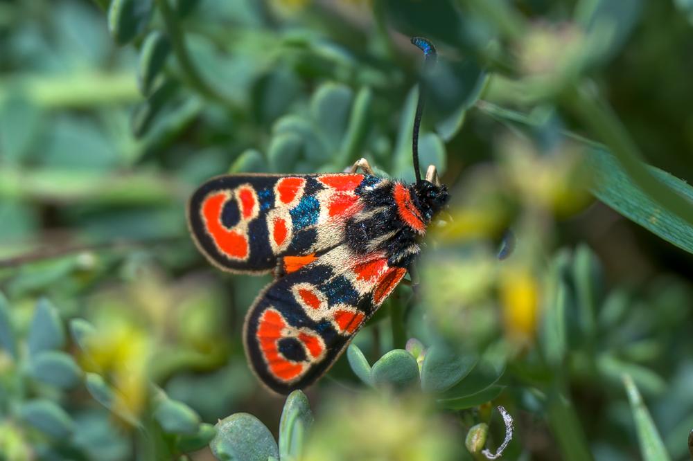 La Zygène de la Petite coronille (La) Zygaena fausta (Linnaeus, 1767)