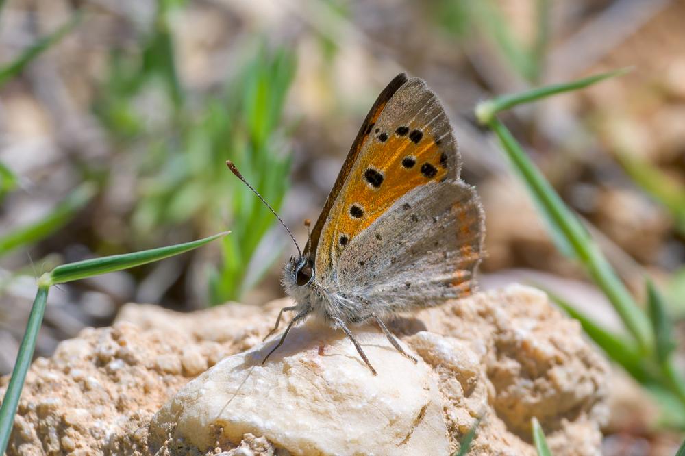 Cuivré commun (Le), Argus bronzé (L'), Bronzé (Le) Lycaena phlaeas (Linnaeus, 1760)