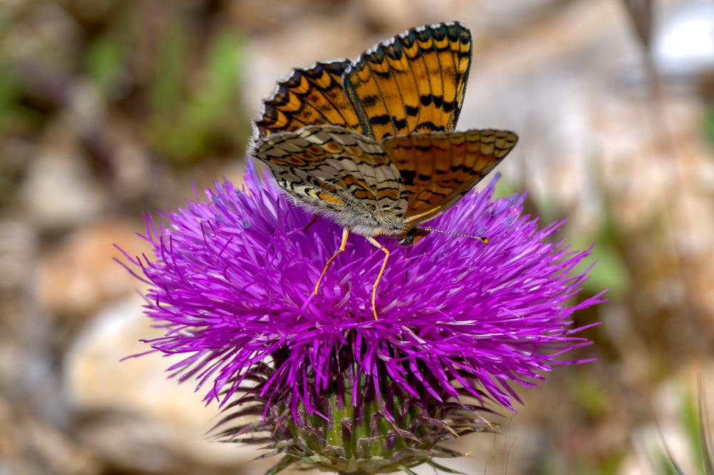 Mélitée des Centaurées (La), Grand Damier (Le) Melitaea phoebe (Denis & Schiffermüller, 1775)