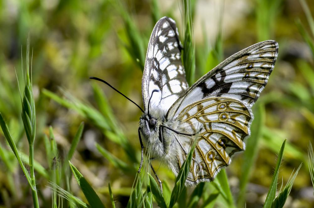 Échiquier d'Occitanie (L'), Demi-Deuil occitan (Le Melanargia occitanica (Esper, 1793)