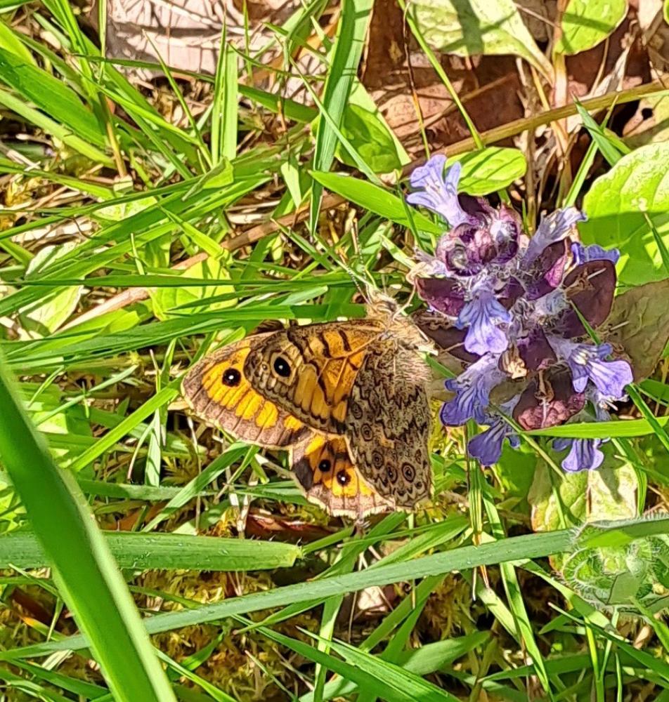 La Mégère (La), Satyre (Le) Lasiommata megera (Linnaeus, 1767)