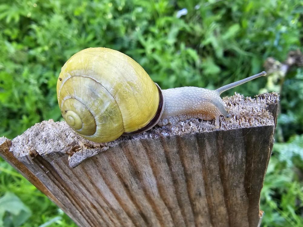 Escargot des haies Cepaea nemoralis (Linnaeus, 1758)