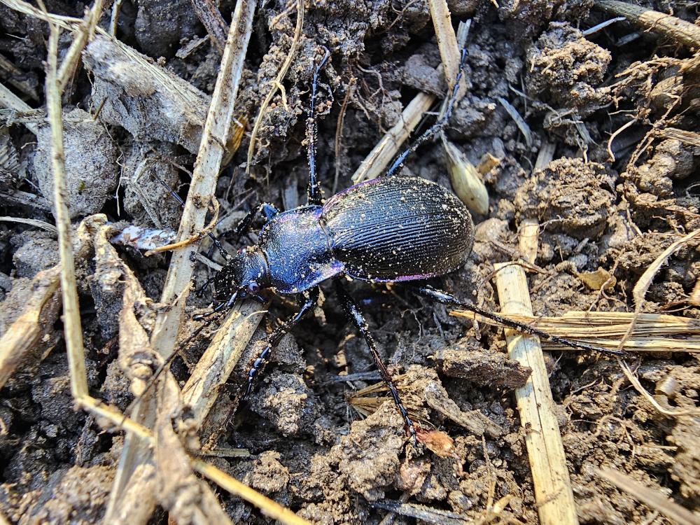 Carabe purpurin Carabus violaceus purpurascens Fabricius, 1787