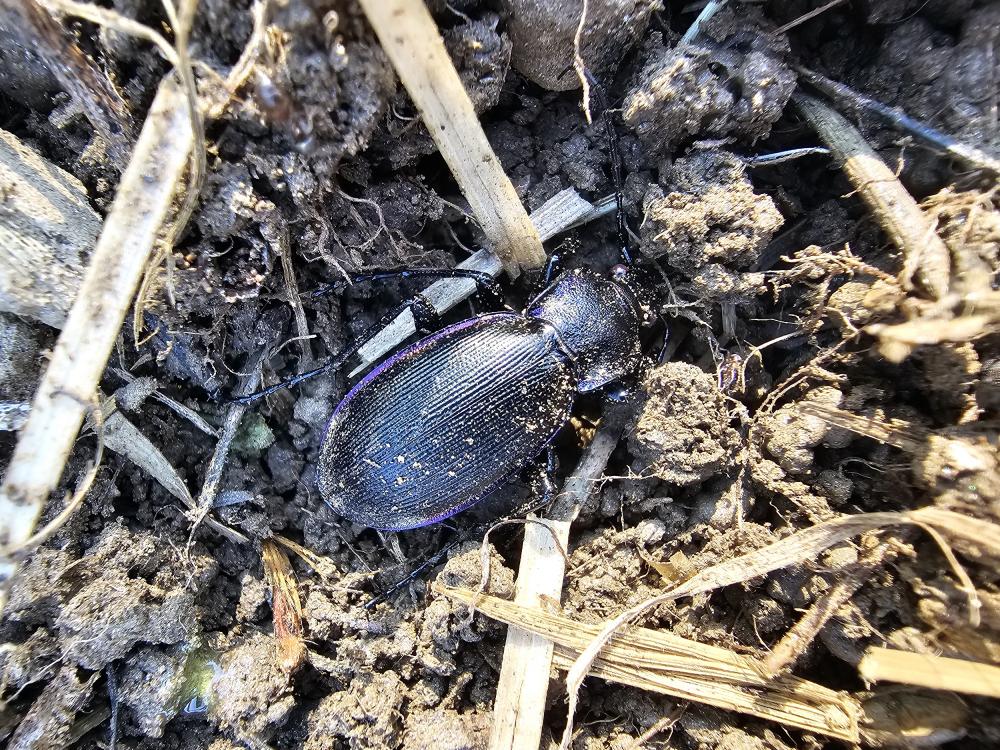 Carabe purpurin Carabus violaceus purpurascens Fabricius, 1787