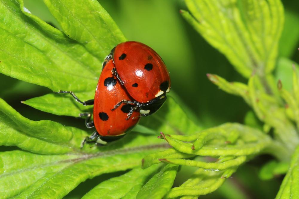 Coccinelle à 7 points, Coccinelle, Bête à bon Dieu Coccinella septempunctata Linnaeus, 1758