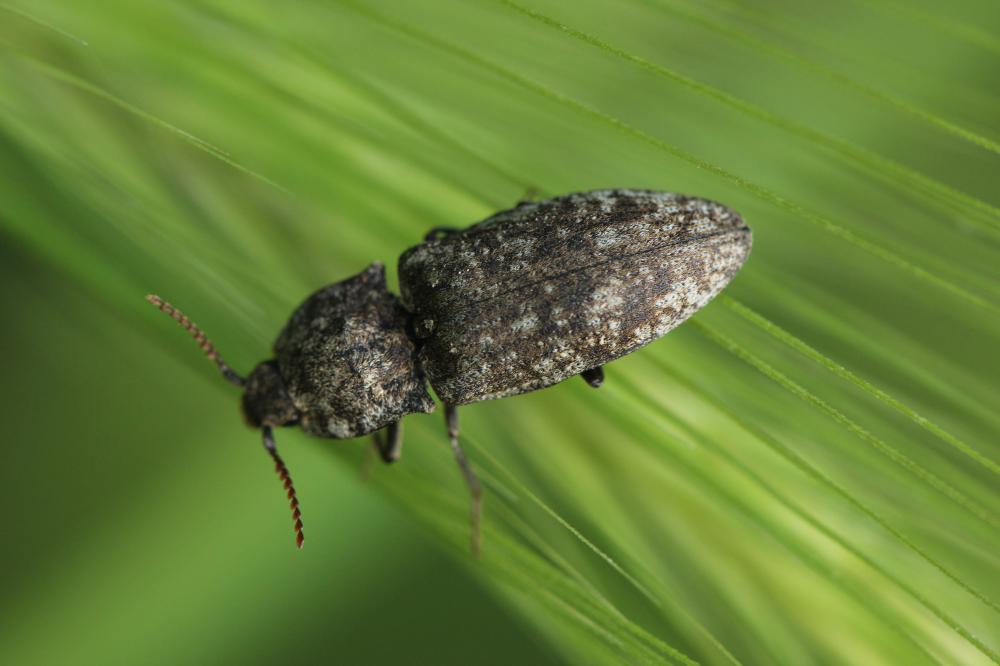 Taupin à plaques velues Agrypnus murinus (Linnaeus, 1758)