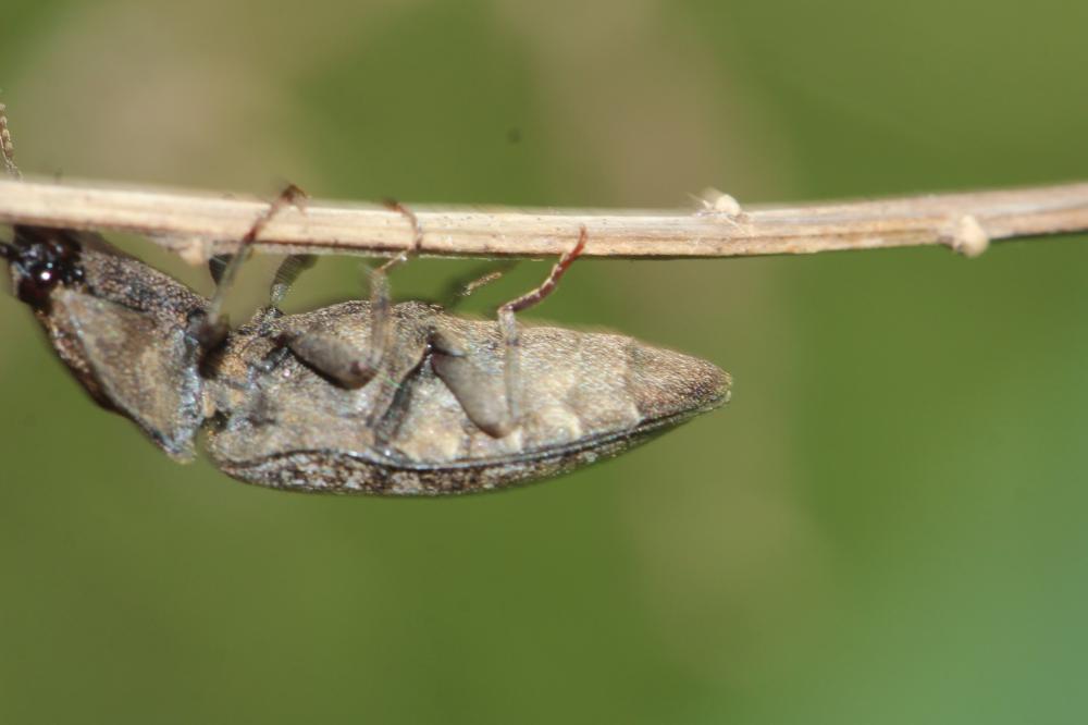 Taupin à plaques velues Agrypnus murinus (Linnaeus, 1758)