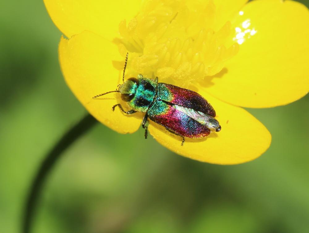 Anthaxie du Saule Anthaxia salicis (Fabricius, 1777)