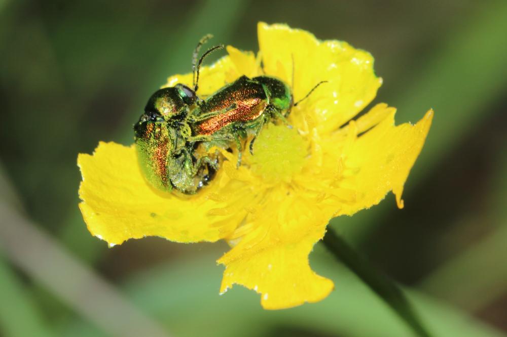  Cryptocephalus Geoffroy, 1762