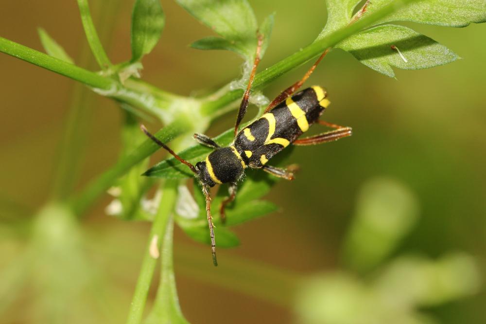 Clyte bélier (Le), Clyte guêpe (Le) Clytus arietis (Linnaeus, 1758)