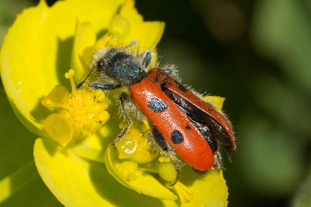 Clairon à huit points Trichodes octopunctatus (Fabricius, 1787)