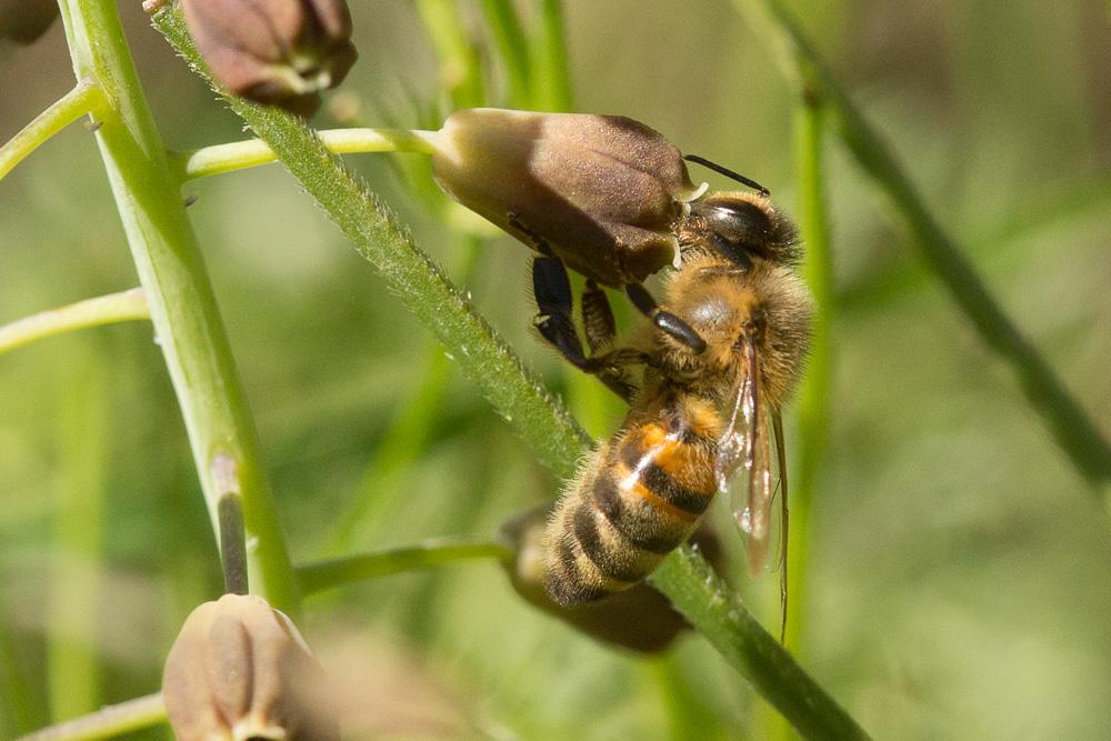 Abeille domestique, Abeille européenne, Abeille me Apis mellifera Linnaeus, 1758