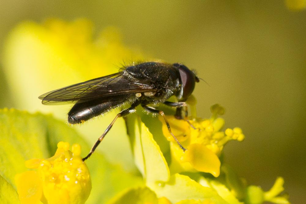  Cheilosia Meigen, 1822