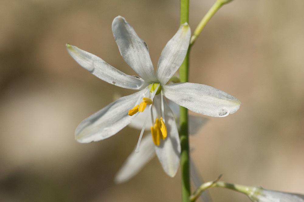 La Phalangère à fleurs de lys, Phalangère petit-lis,  Anthericum liliago L., 1753