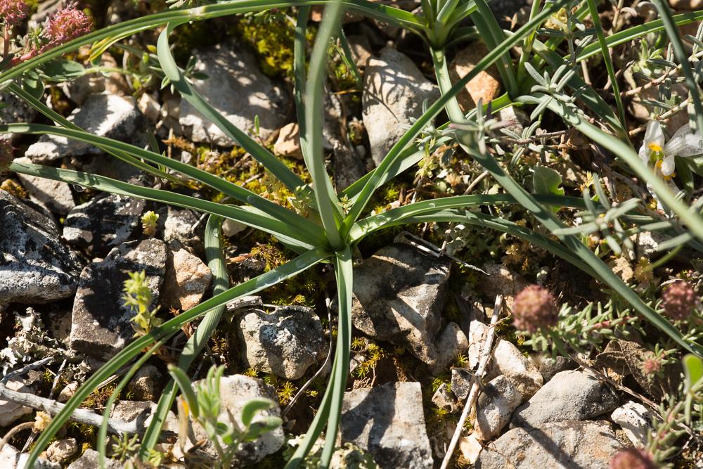 La Phalangère à fleurs de lys, Phalangère petit-lis,  Anthericum liliago L., 1753