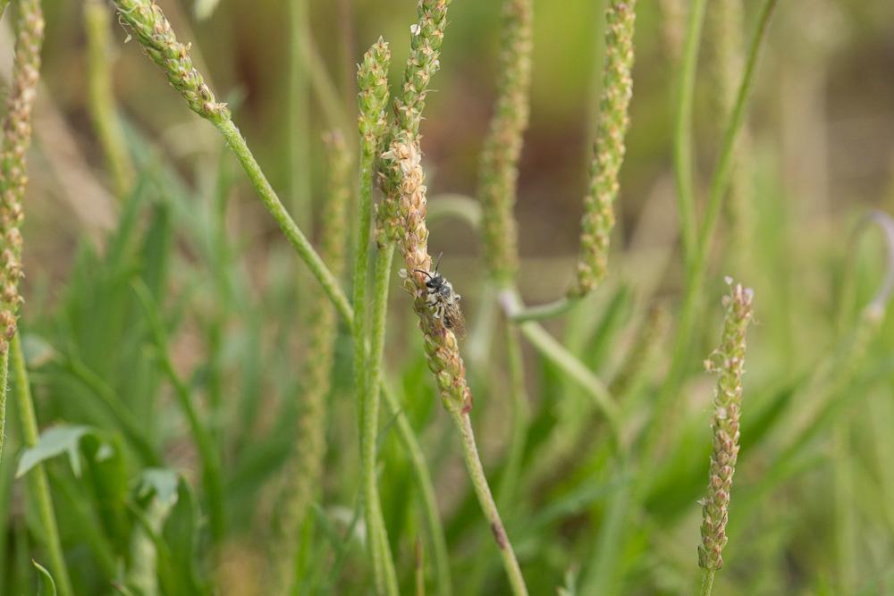 Le  Andrena orbitalis Morawitz, 1871