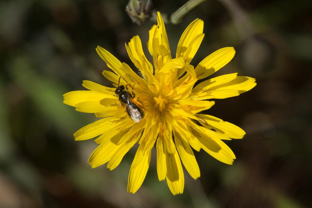 Le  sp. Lasioglossum Curtis, 1833 sp.