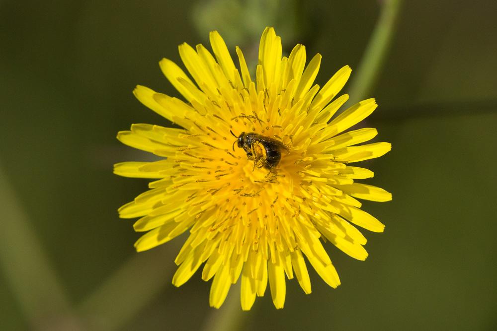 Le  sp. Lasioglossum Curtis, 1833 sp.