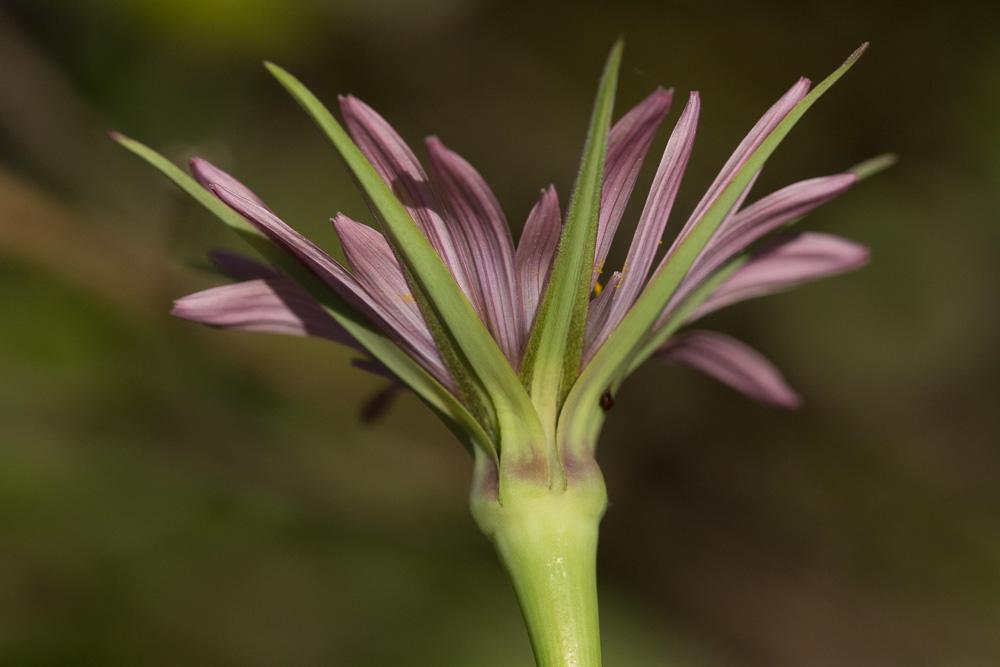 Salsifis blanc Tragopogon porrifolius subsp. eriospermus (Ten.) Greuter