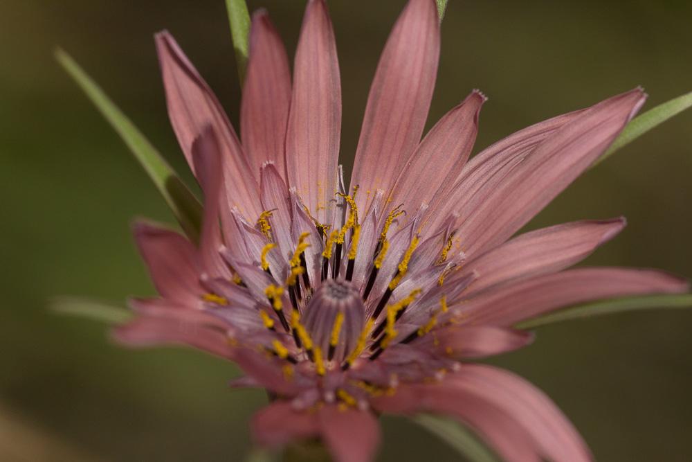 Salsifis blanc Tragopogon porrifolius subsp. eriospermus (Ten.) Greuter