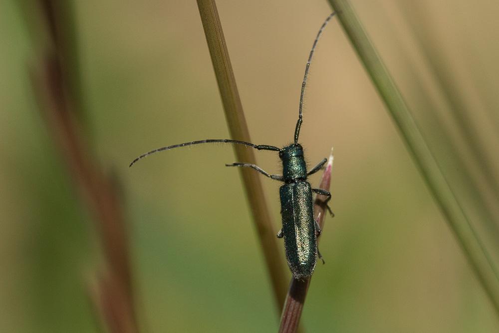  Agapanthia violacea (Fabricius, 1775)