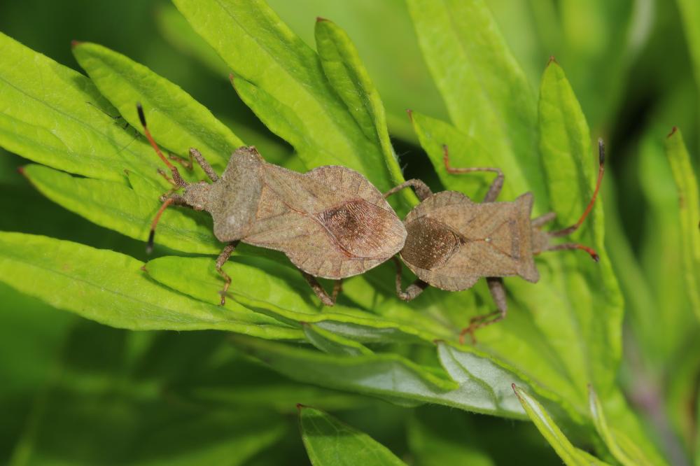 Le Corée marginée Coreus marginatus (Linnaeus, 1758)