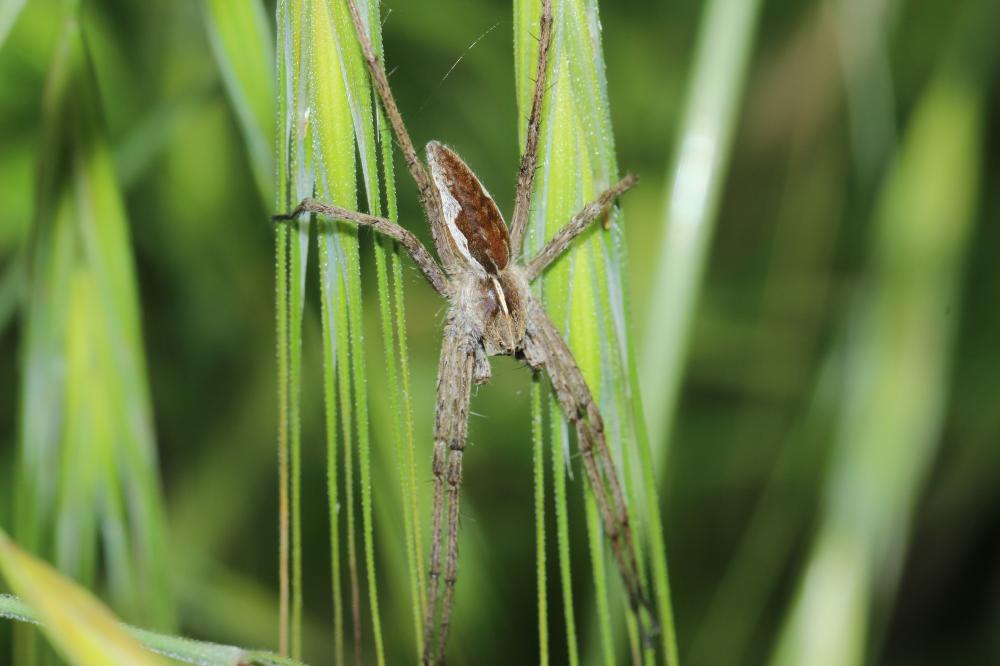 Pisaure admirable Pisaura mirabilis (Clerck, 1758)