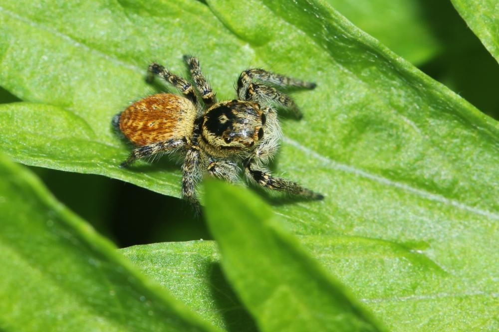 Le  Carrhotus xanthogramma (Latreille, 1819)