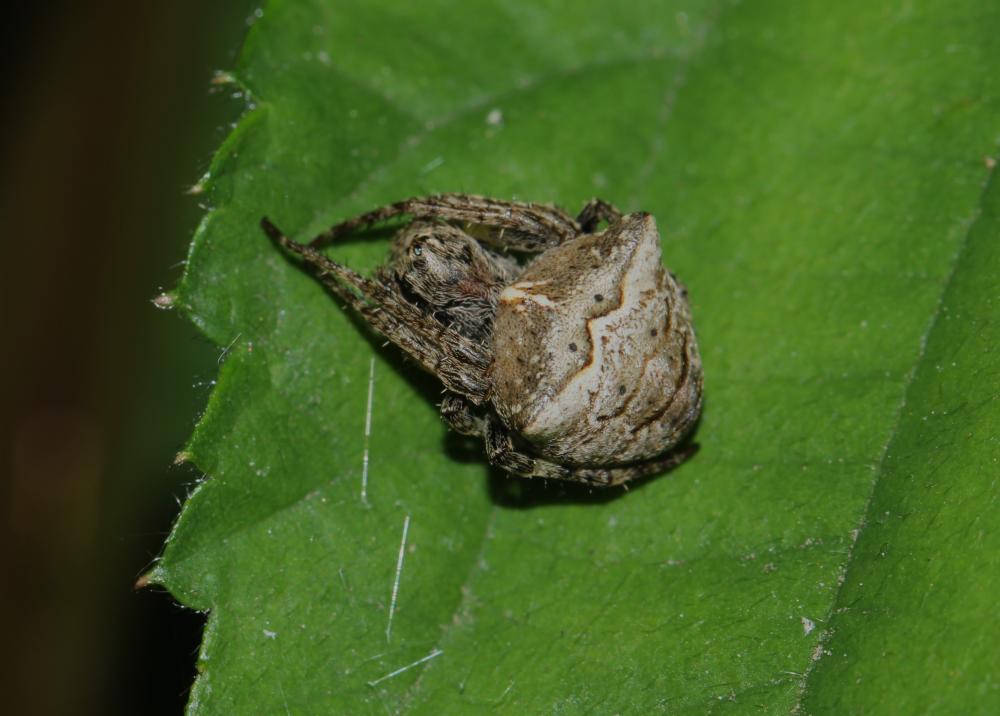 Épeire à bosses Gibbaranea bituberculata (Walckenaer, 1802)