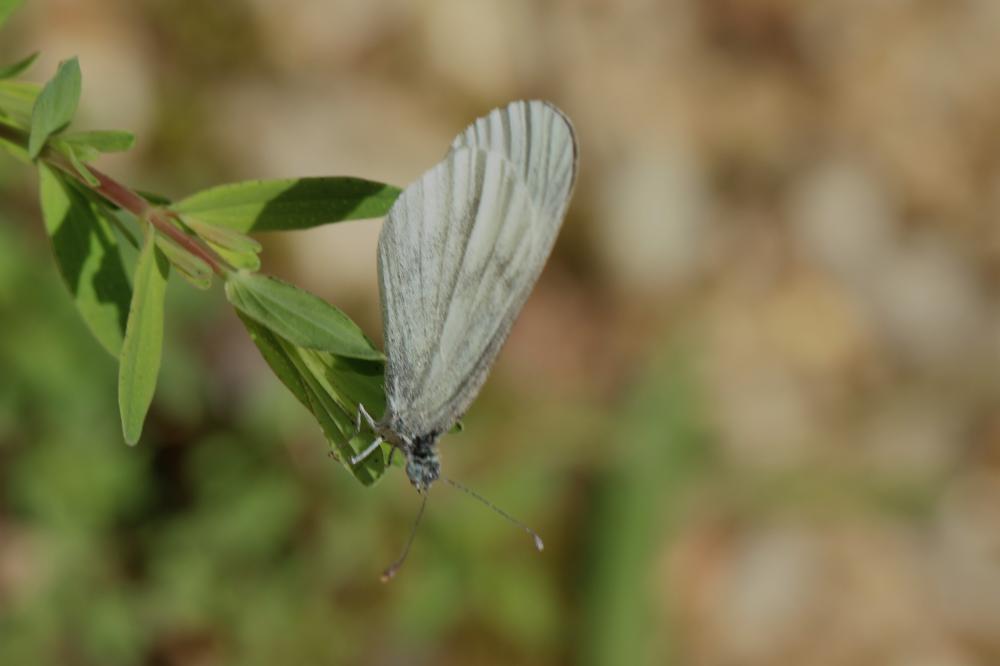 Piéride du Lotier (La), Piéride de la Moutarde (La Leptidea sinapis (Linnaeus, 1758)