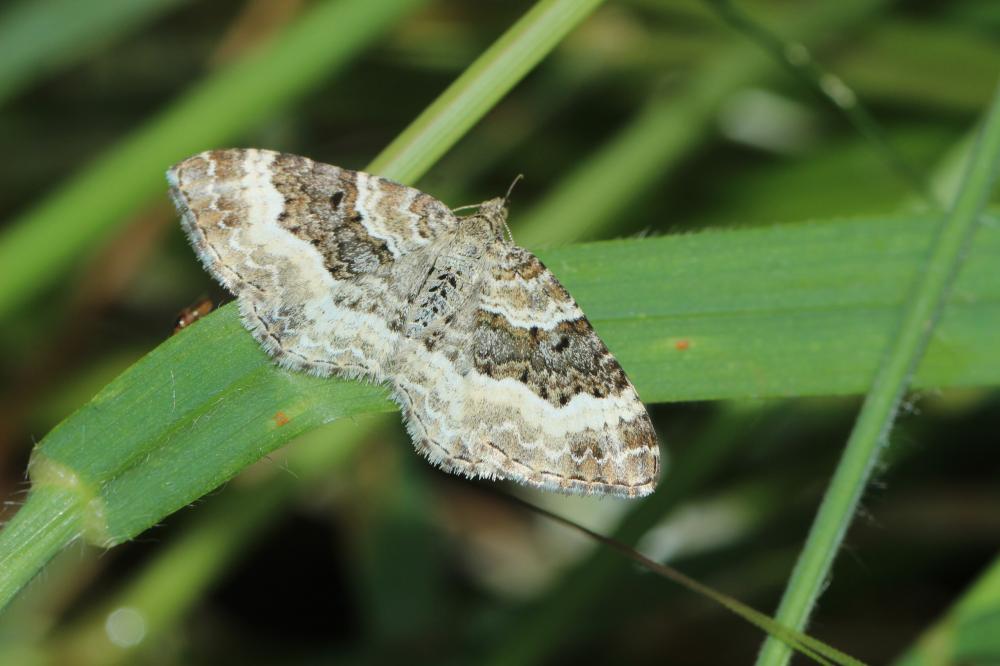 Alternée (L') Epirrhoe alternata (O.F. Müller, 1764)