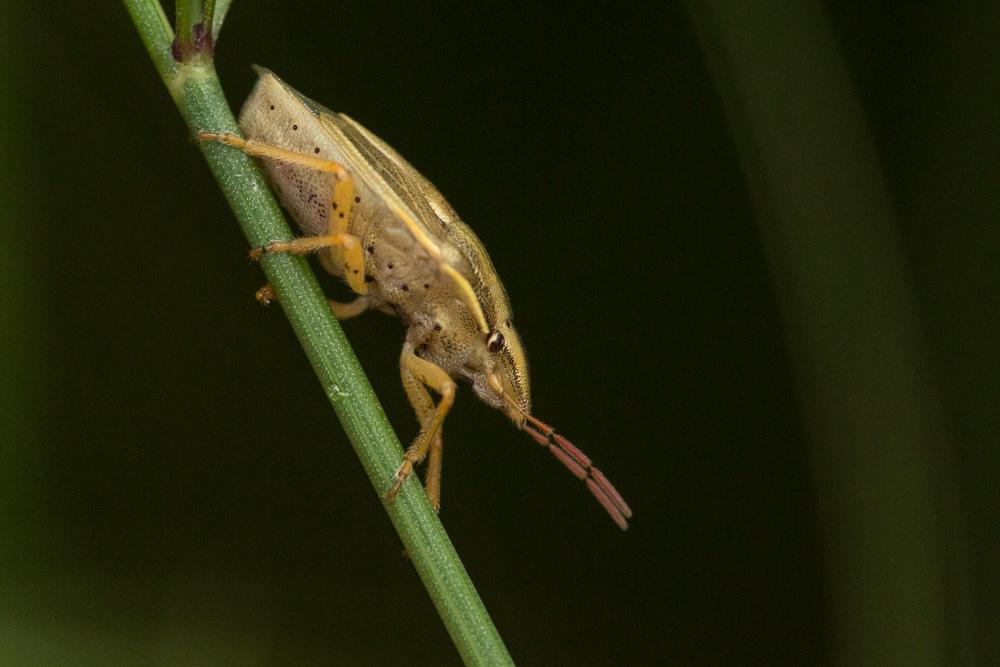 Punaise à tête allongée Aelia acuminata (Linnaeus, 1758)