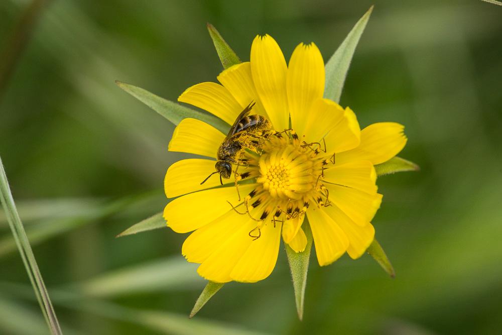 Le  sp. Lasioglossum Curtis, 1833 sp.