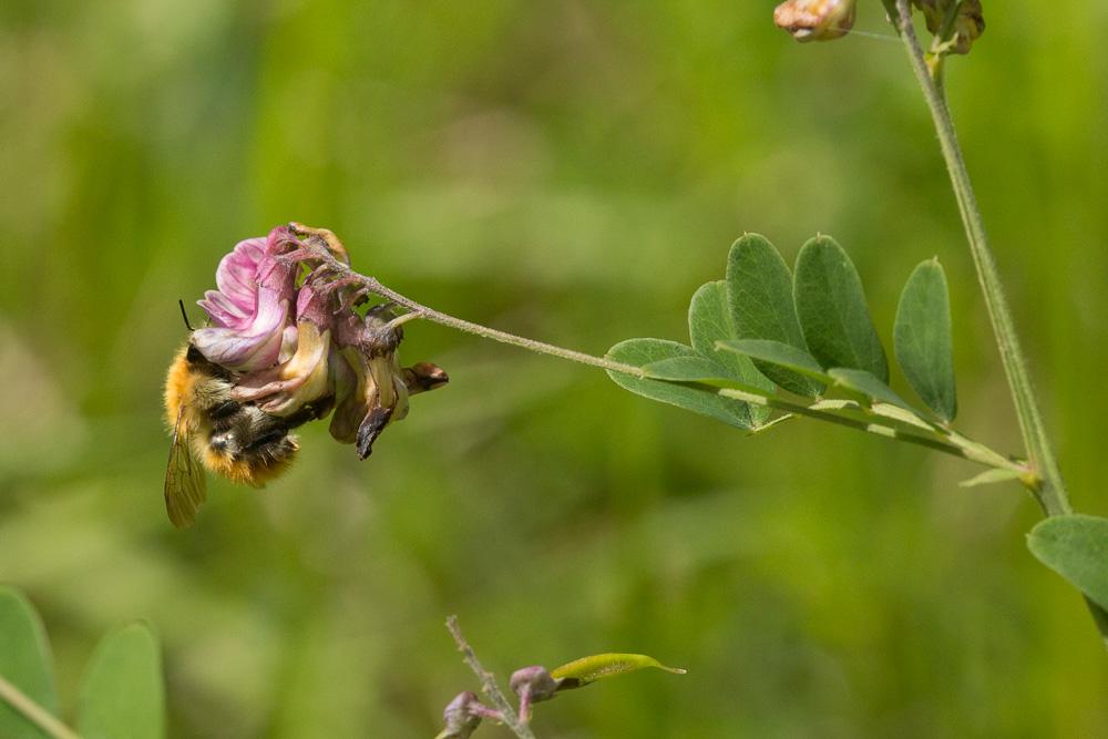 Bourdon des champs Bombus pascuorum (Scopoli, 1763)