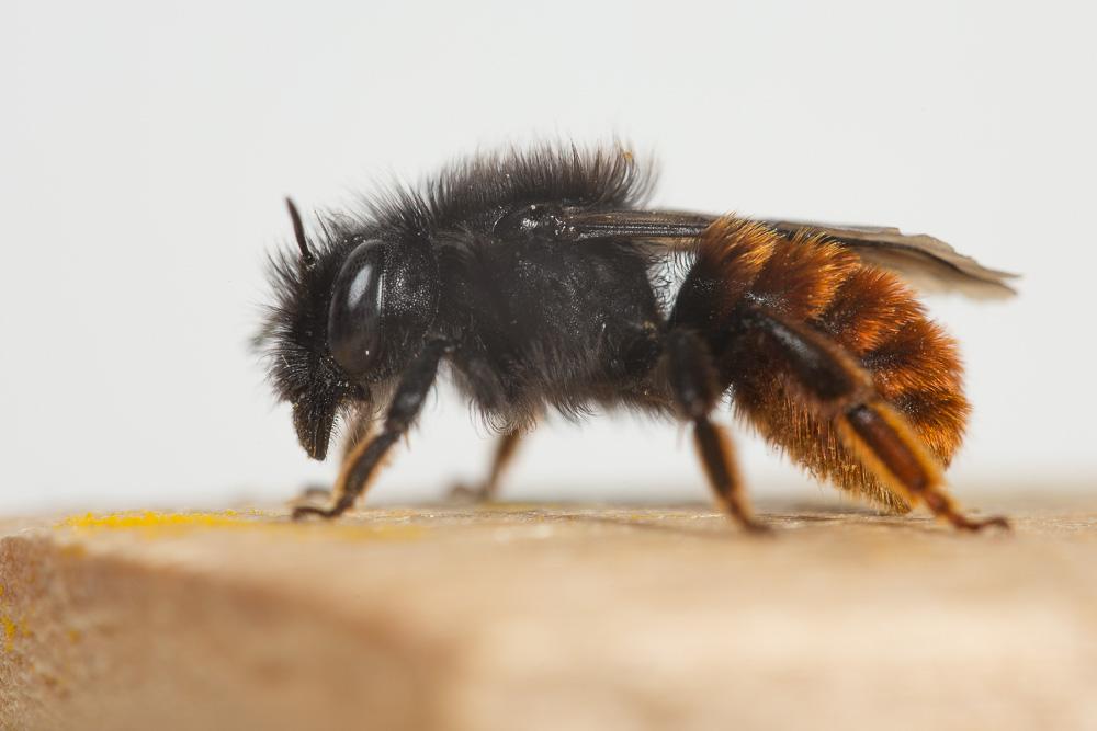  Osmia bicolor (Schrank, 1781)