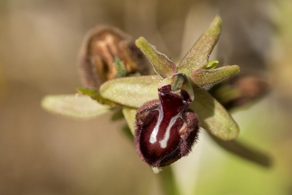 Ophrys de petite taille, Ophrys noirâtre Ophrys incubacea Bianca, 1842