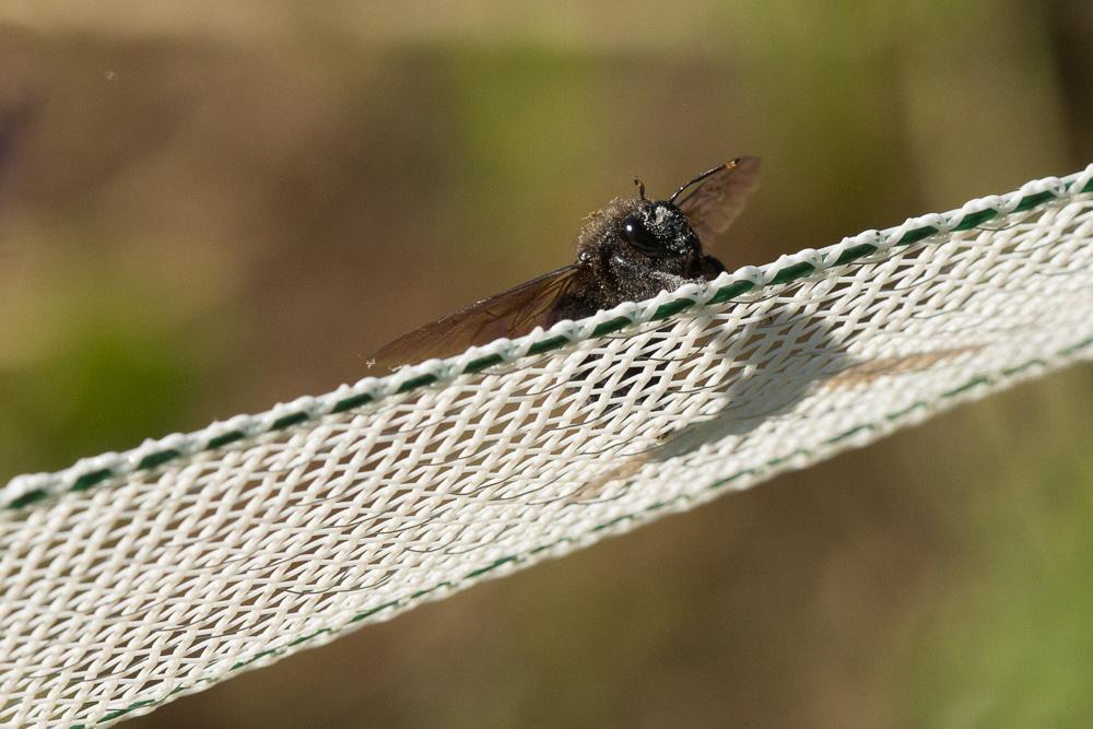 Abeille charpentière, Xylocope violet Xylocopa violacea (Linnaeus, 1758)