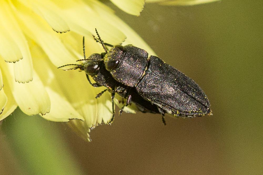  Anthaxia confusa Gory, 1841