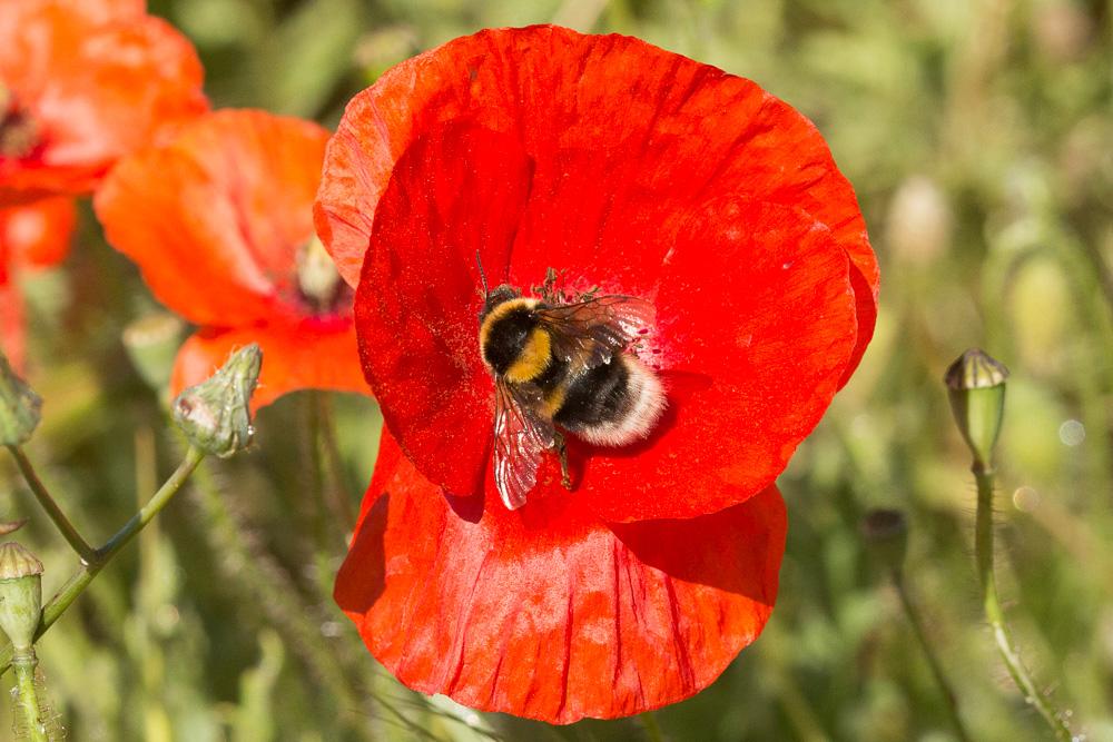 Bourdon des jardins Bombus hortorum (Linnaeus, 1760)