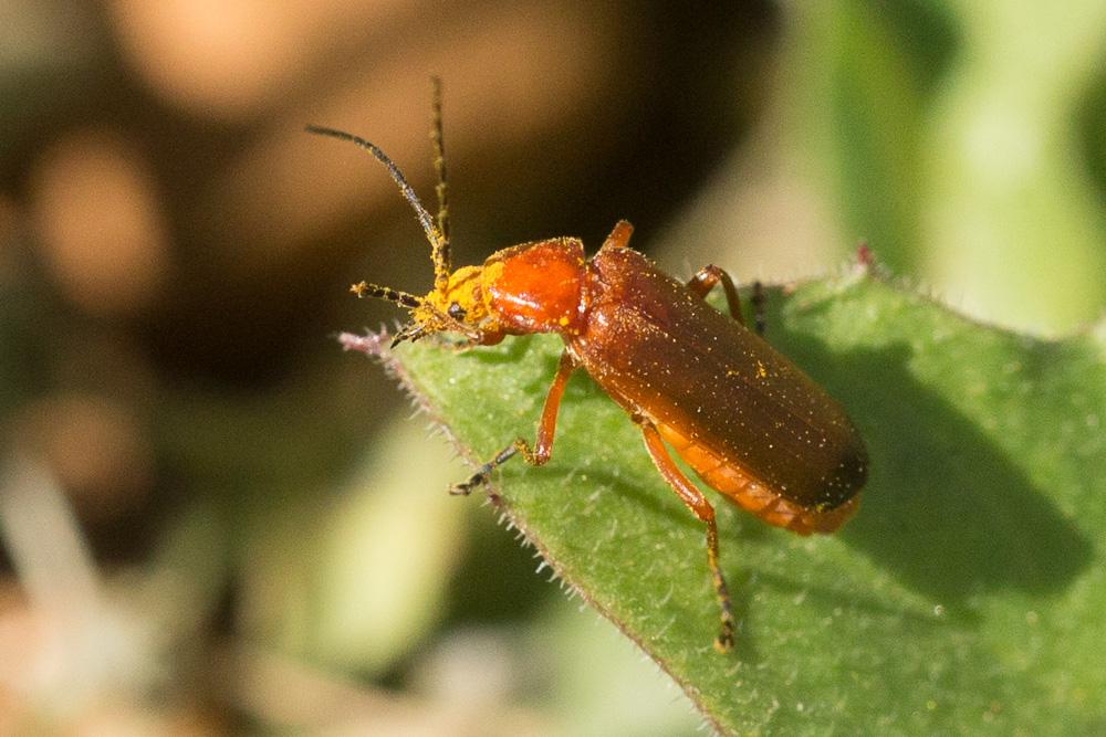 Téléphore fauve Rhagonycha fulva (Scopoli, 1763)