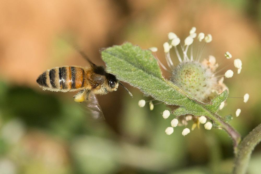 Abeille domestique, Abeille européenne, Abeille me Apis mellifera Linnaeus, 1758