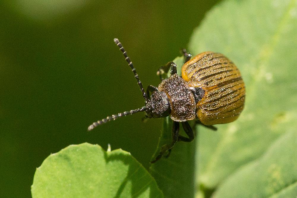  Galeruca interrupta Illiger, 1802