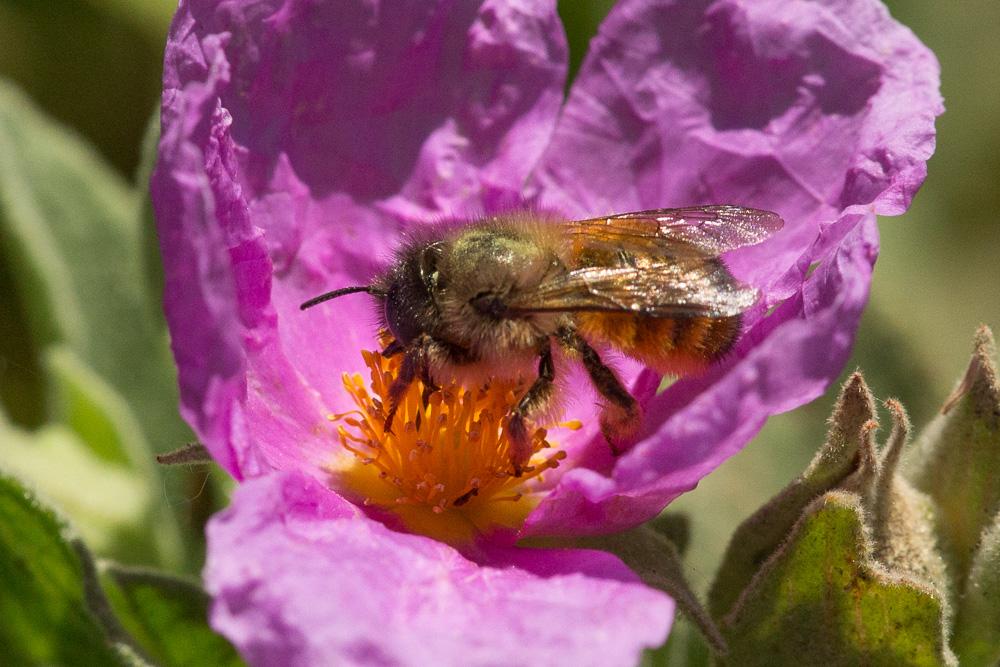 Osmie rousse Osmia bicornis (Linnaeus, 1758)