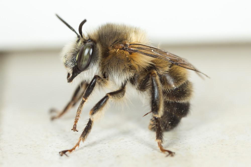 Petite anthophore biciliée Anthophora mucida Gribodo, 1873