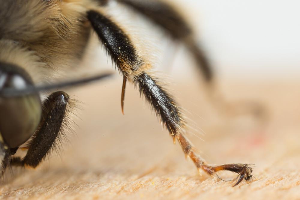 Petite anthophore biciliée Anthophora mucida Gribodo, 1873