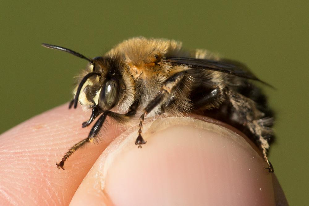 Le Grande anthophore biciliée Anthophora affinis Brullé, 1832