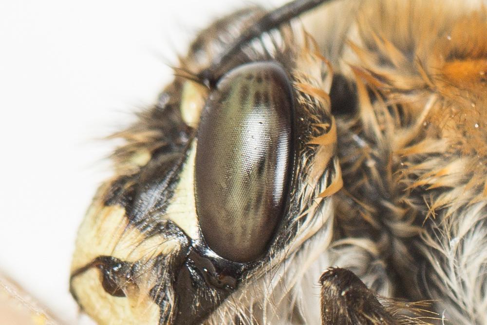 Le Grande anthophore biciliée Anthophora affinis Brullé, 1832