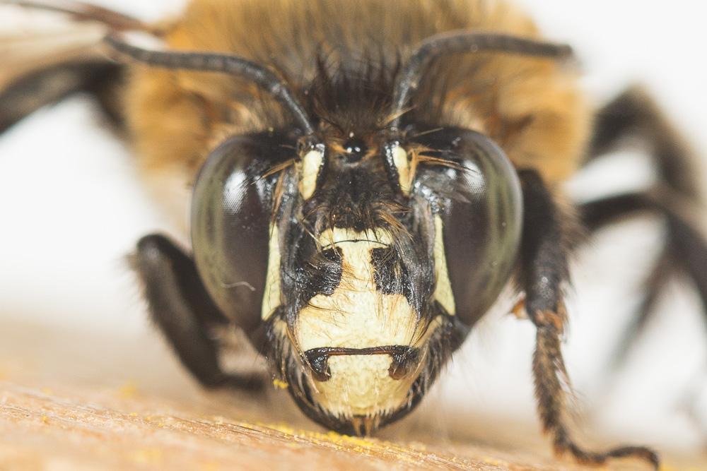 Grande anthophore biciliée Anthophora affinis Brullé, 1832