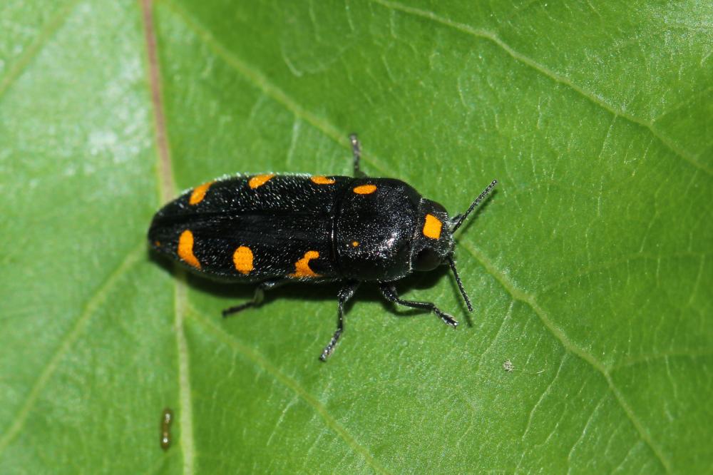  Ptosima undecimmaculata (Herbst, 1784)