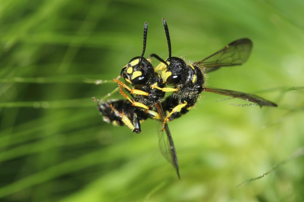 Le  sp. Cerceris Latreille, 1802 sp.